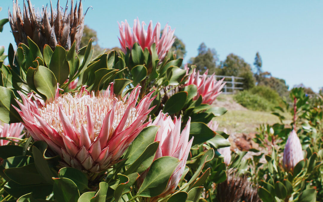 17th World Congress on Environmental Health to be hosted in Perth 2024