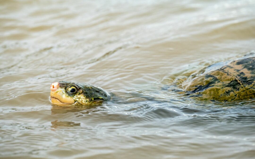 All-aboard the turtle bypass for threatened species