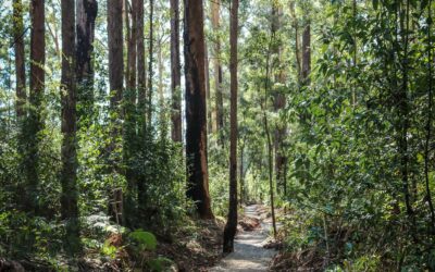 Fined for illegal logging (NSW)