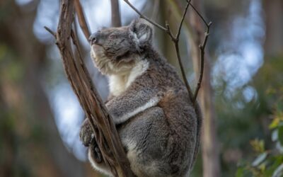 Major wildlife case updates from the Conservation Regulator Victoria